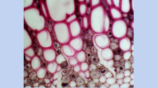 Primary xylem of a cross section of a one-year old Tilia stem