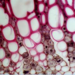 Primary xylem of a cross section of a one-year old Tilia stem