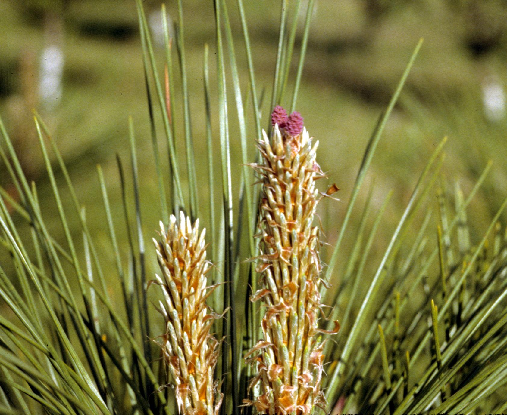 Newly emergent ovulate cone of red pine