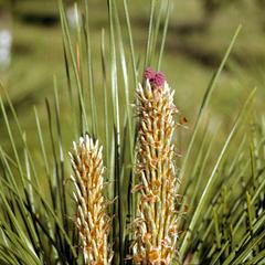 Newly emergent ovulate cone of red pine