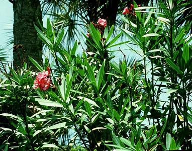 Nerium oleander - a xeromorphic plant