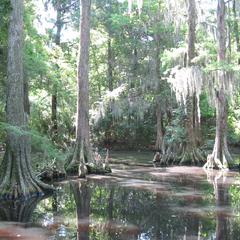 Bald Cypress swamp - near Charleston, South Carolina