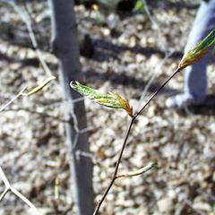 Beech bud emerging shoots