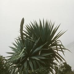 Furcraea quicheensis, Sierra de los Cuchumatanes