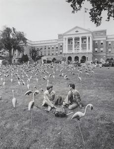 Flamingos on Bascom Hill
