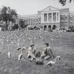 Flamingos on Bascom Hill