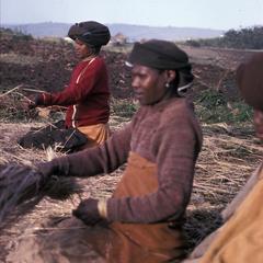 Xhosa Transkei thatching