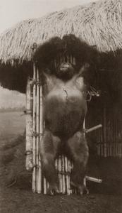 Poached Gorilla Print