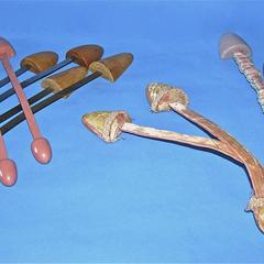 Five pairs of shoe trees