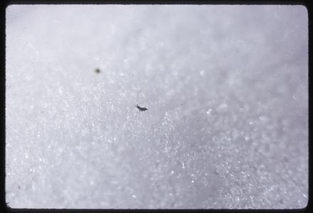 Close-up view of a springtail, "Snow flea"