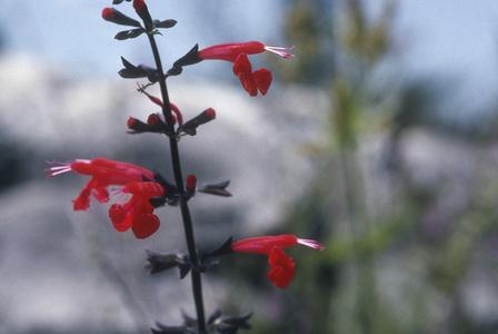 Salvia flowers, Ojo de Salas sinkhole