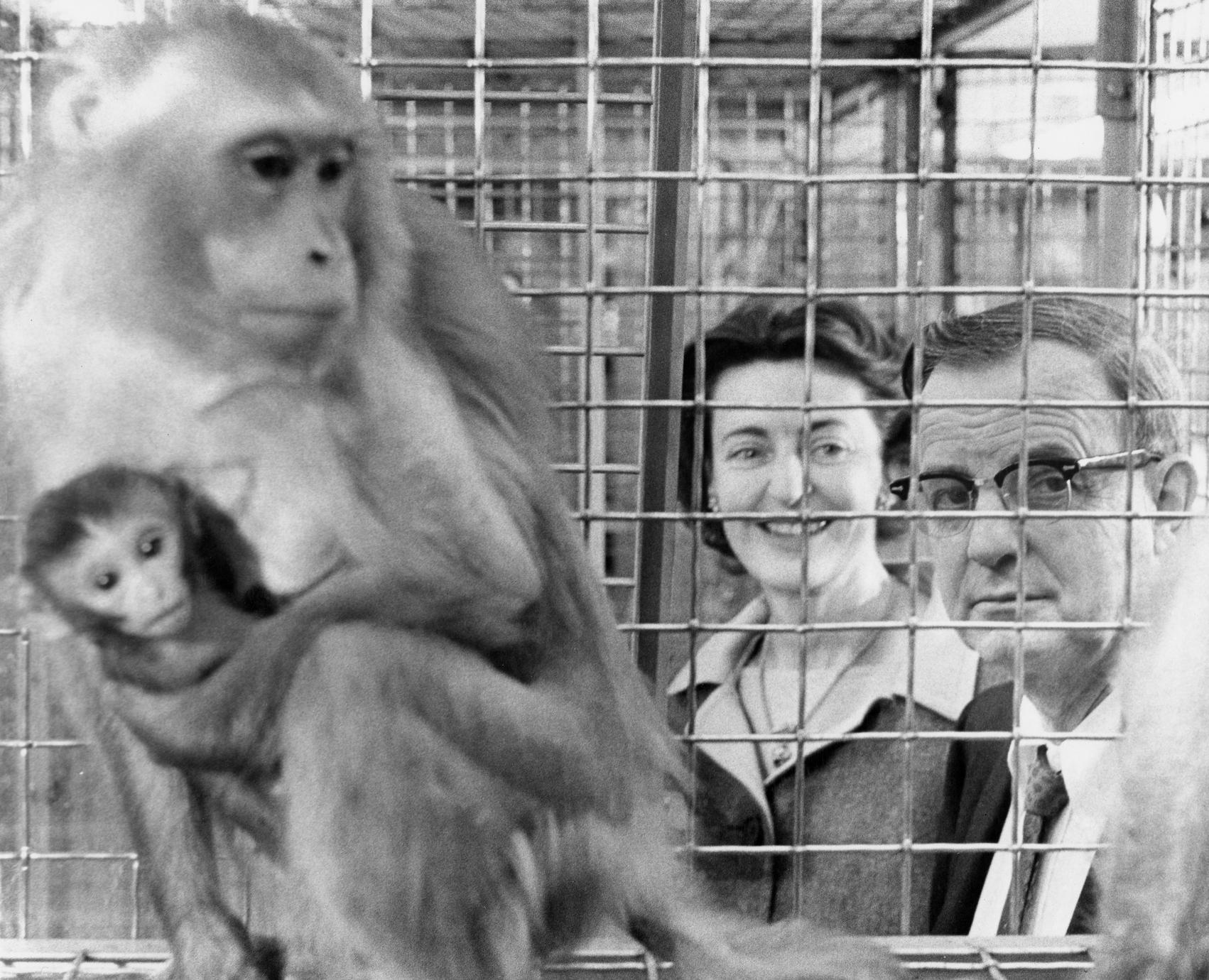 ‎Harry and Margaret Harlow looking through monkey cage UWDC UW