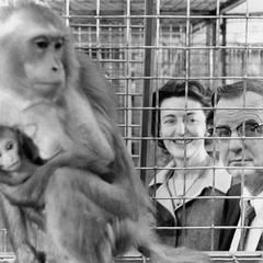 Harry and Margaret Harlow looking through monkey cage