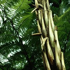 Erect stem of a tree fern