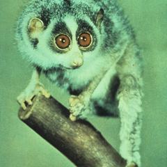 Loris tardigradus