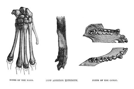 Bones of the Hand, Left Anterior, and Teeth of the Cayou