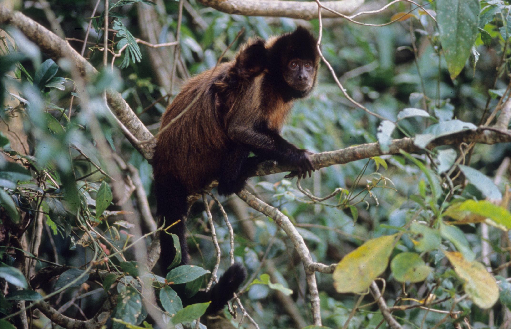 Cebus apella robustus UWDC UWMadison Libraries