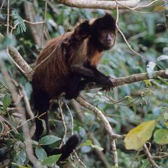 Cebus apella robustus