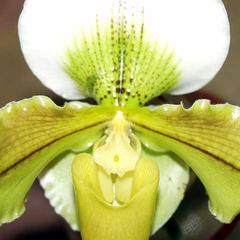 Flower detail of exotic ladies slipper orchid
