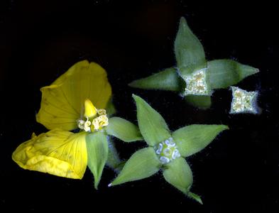 Fruit and flower of Ludwigia