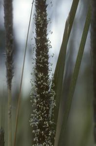 Blooming Muhlenbergia grass