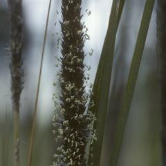 Blooming Muhlenbergia grass