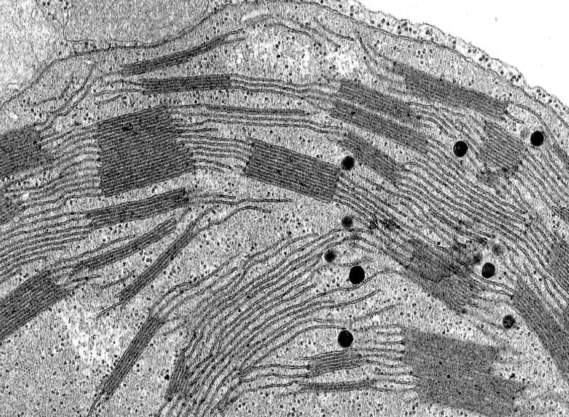 Митохондрии в клетках печени. Субмикроскопические структуры клетки. Субмикроскопическое строение это. Микроскопическое и Субмикроскопическое строение клетки. Центросома под электронным микроскопом.