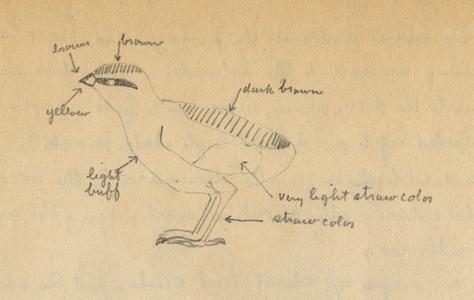 Pencil drawing (by AL) of fledgling partridge, journal entry from Quetico trip, June 17, 1924