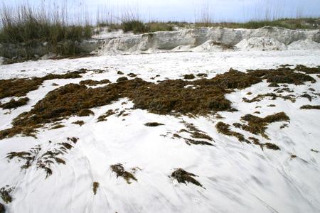 Sargassum - piles on the strand - Saint Augustine Beach, Florida