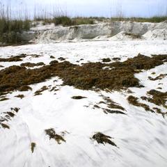 Sargassum - piles on the strand - Saint Augustine Beach, Florida