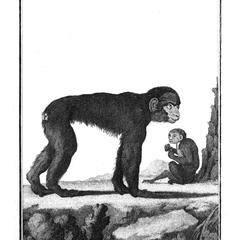 Le Pitheque (Ape)