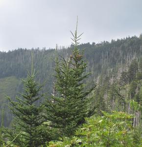 Abies fraseri trees at Clingman's Dome, Tennessee