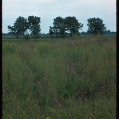 Prairie view with oak opening, Chiwaukee Prairie, State Natural Area