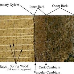 Labeled layers of the bark and of wood of a cross section of a bur oak branch