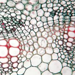 Interfascicular cambium in cross section of Medicago stem