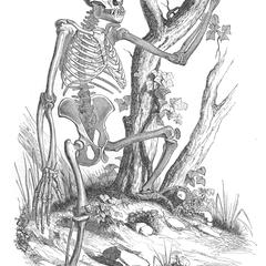 Skeleton of Chimpanzee