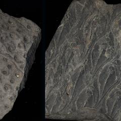 Fossil impressions of Lepidodendron : stigmaria on the left