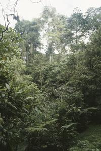 Tropical rainforest at La Selva Field Station