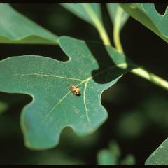 Tree hopper on a white oak leaf
