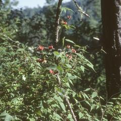 Phaseolus and Fuchsia near Las Joyas