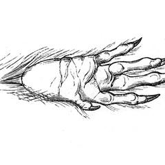Main antérieure du ouistiti chrysomèle