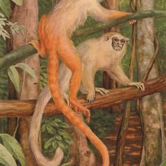 Callithrix chrysoleucos (upper monkey), Callithrix melanoleuca (lower monkey)