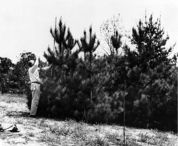 Measuring red pines near the Shack, 1946