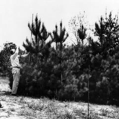 Measuring red pines near the Shack, 1946