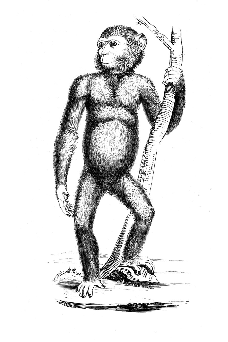 Chimpanzé, d'après un ancien vélin du Muséum.