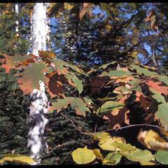 Red oak seedling in northern forest