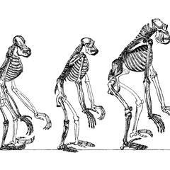Great Apes Skeletons Print