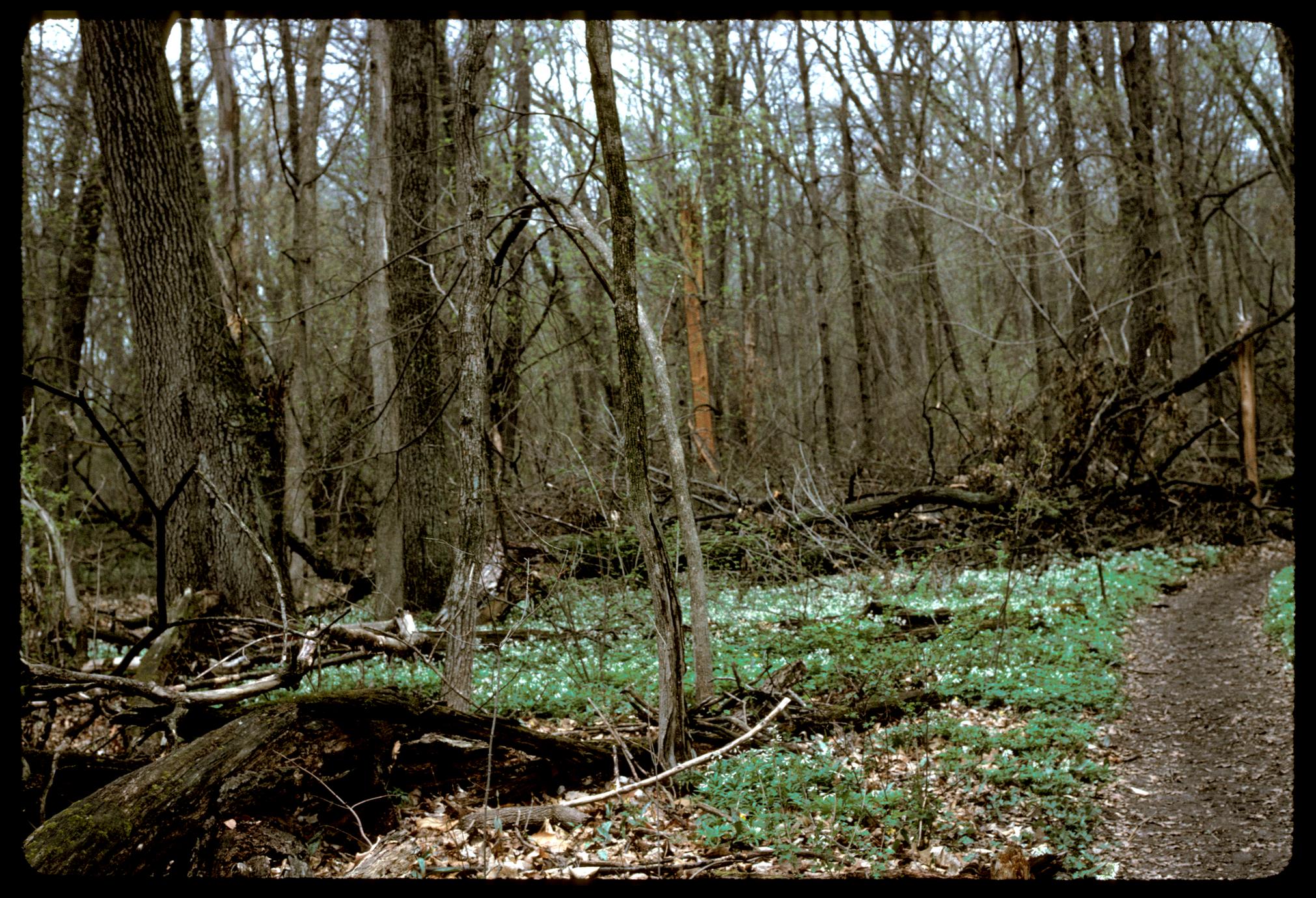 Spring view of Gallistel Woods with downed wood