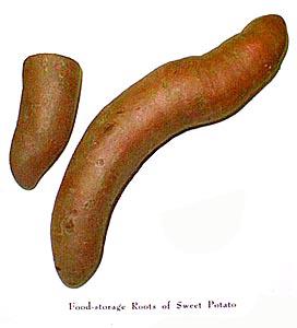 Sweet potato - a root modified for storage