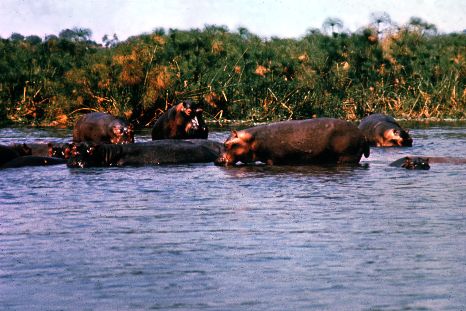 Hippopotamuses at Murchison Falls